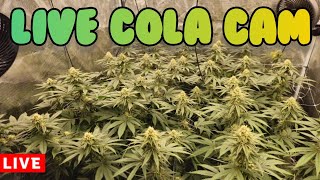 TheHappyCultivator is live! Cola Cam
