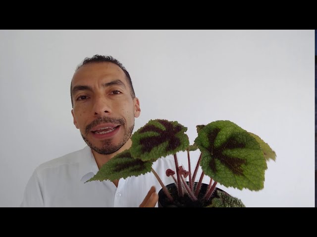 Begonia Cruz de Hierro - thptnganamst.edu.vn