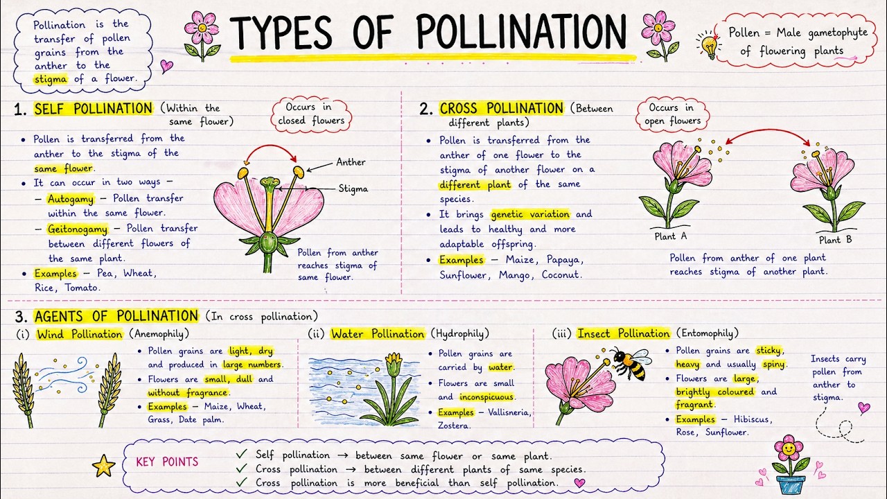 Types of Pollination Explained 🌼 | Self vs Cross Pollination | NEET ...