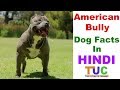 American Bully Dog Facts In Hindi - Popular Dogs - Dogs And Facts - The Ultimate Channel