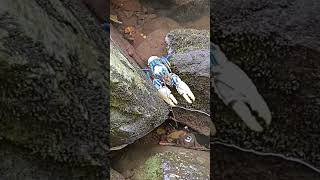 Blue Crayfish Climbing A Rock #shorts