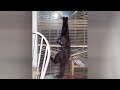 BLACK CATS are so HARDCORE - It's TIME FOR YOU to LAUGH!