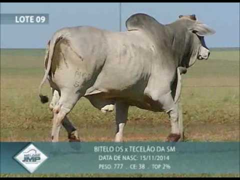 LOTE 09