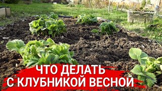 картинка: Что делать с клубникой весной