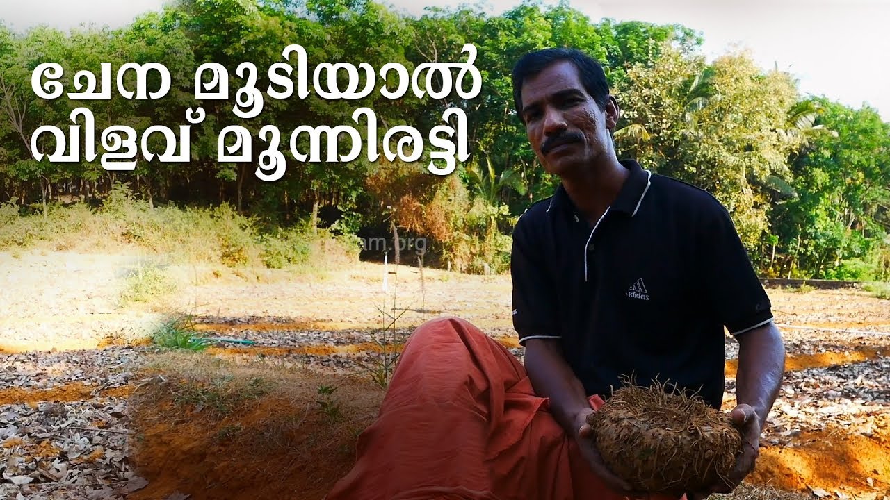 ചേനകൃഷിയിൽ നല്ല വിളവ് ലഭിയ്ക്കാൻ | Yam cultivation |Traditional tips