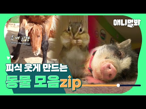 [피식 웃게 만드는 동물들 몰아보기👀]ㅣDoggos That <strong>Make</strong> You Laugh <strong>Compilation</strong>
