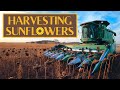 How to Harvest Sunflowers