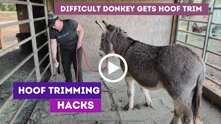 How to handle a difficult donkey during hoof trimming