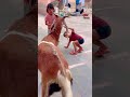 Qurbani #cutebaby #lifeisbutadream #cute #funny #licensekaasla #asif khan