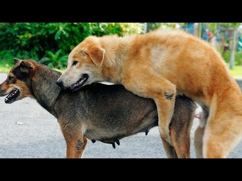 Dog mating | animal mating | Funny animals | #cutedog #cute #animals