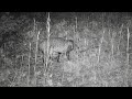 BOBCAT CAUGHT ON CAMERA!