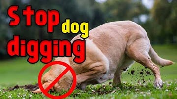 How To Train Your Dog To Stop Digging Under The Fence - Get Free Dog Training