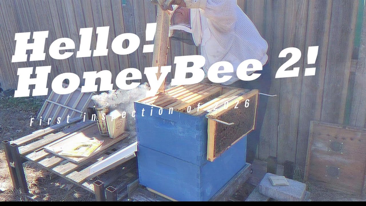 Hello Honey Bee! Surprise  Part 2