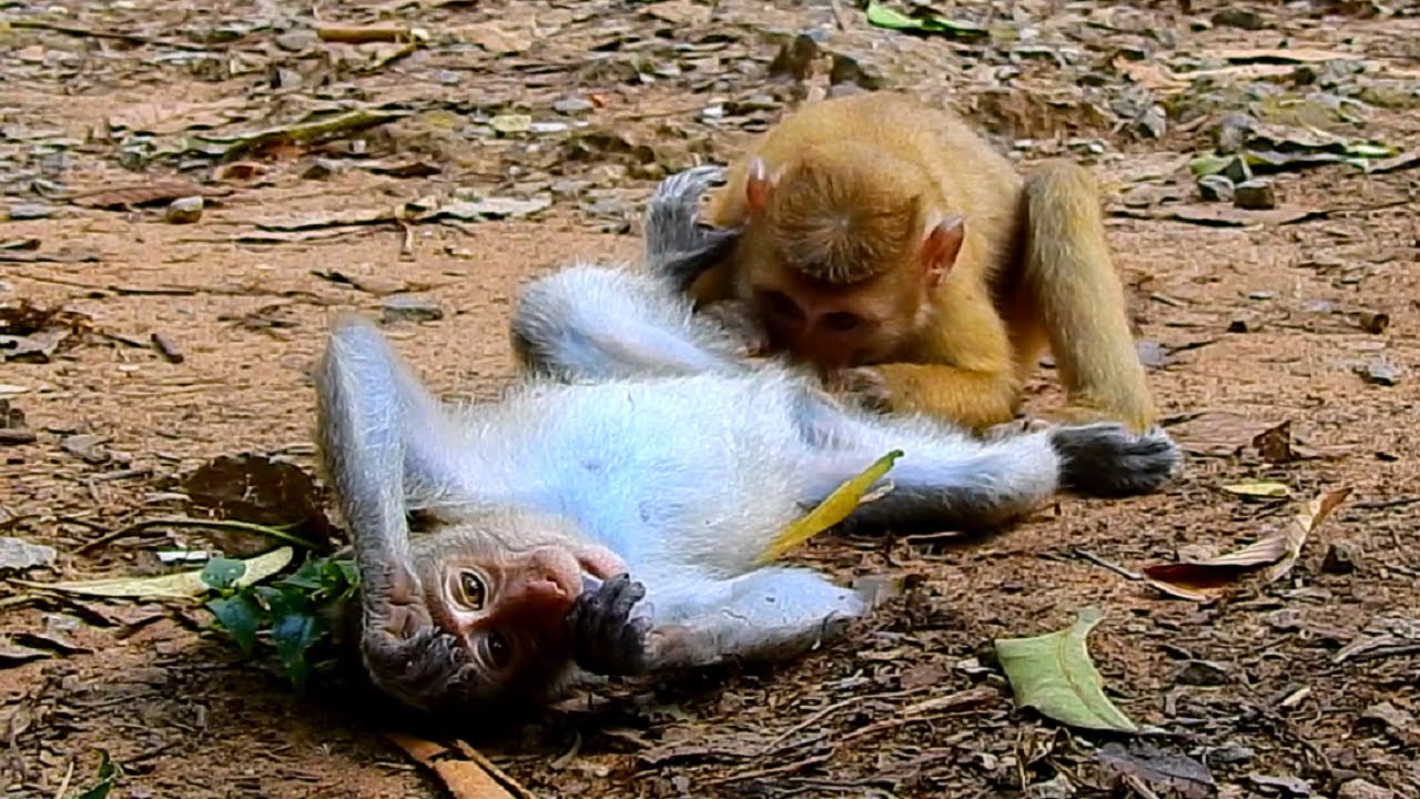 Oops really good smell! What's Little monkey Shiba smelling on Dawn ...