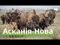 Асканія-Нова. Антилопи, зебри, бізони · Ukraïner