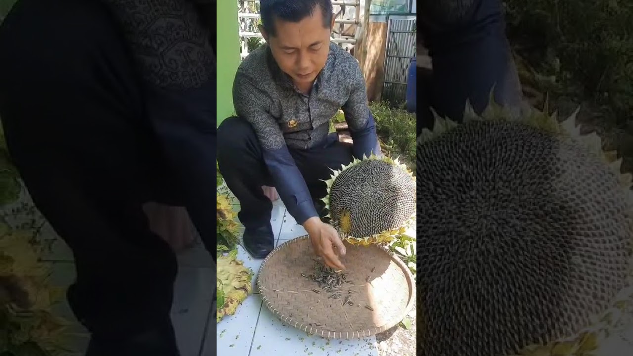 Penanganan pasca panen bunga matahari