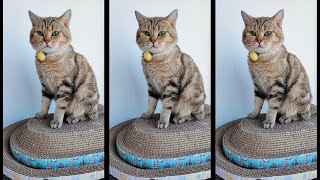 Kittens use various ways to attract the attention of big cats. screenshot 4