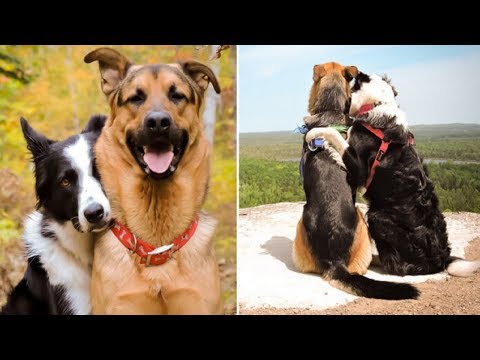 The Friendship Between These Two Dogs Has Just Broken The Internet!