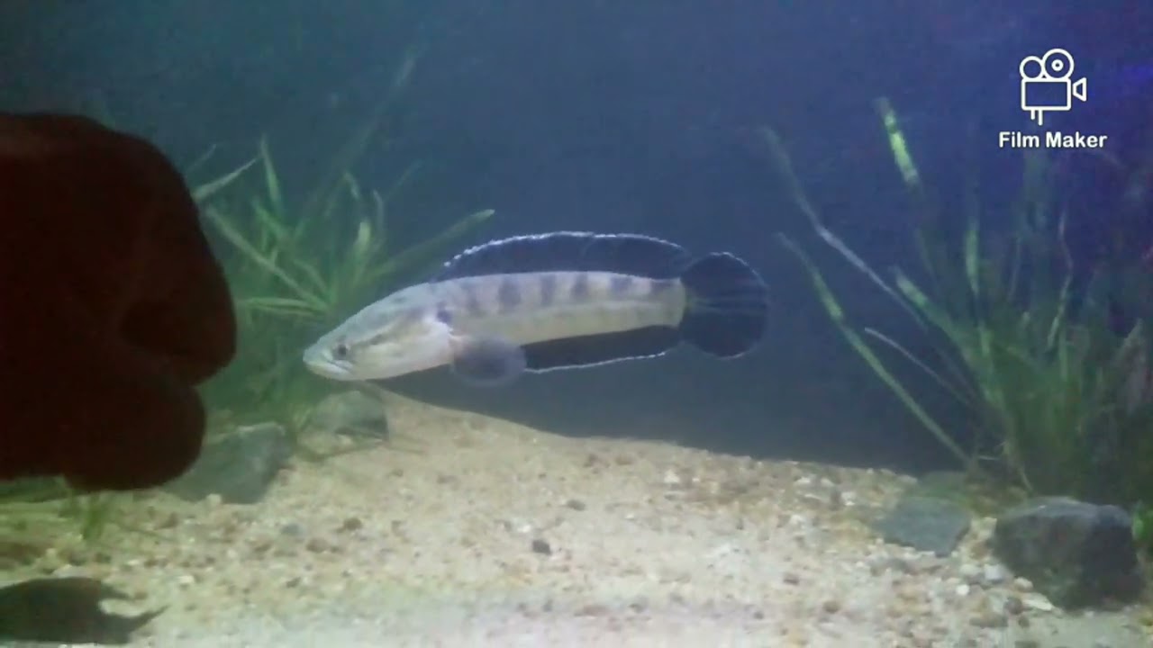 Fearless - Spotted snakehead - Rohan Fish House