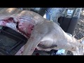 Whitetail bow hunt in central Texas