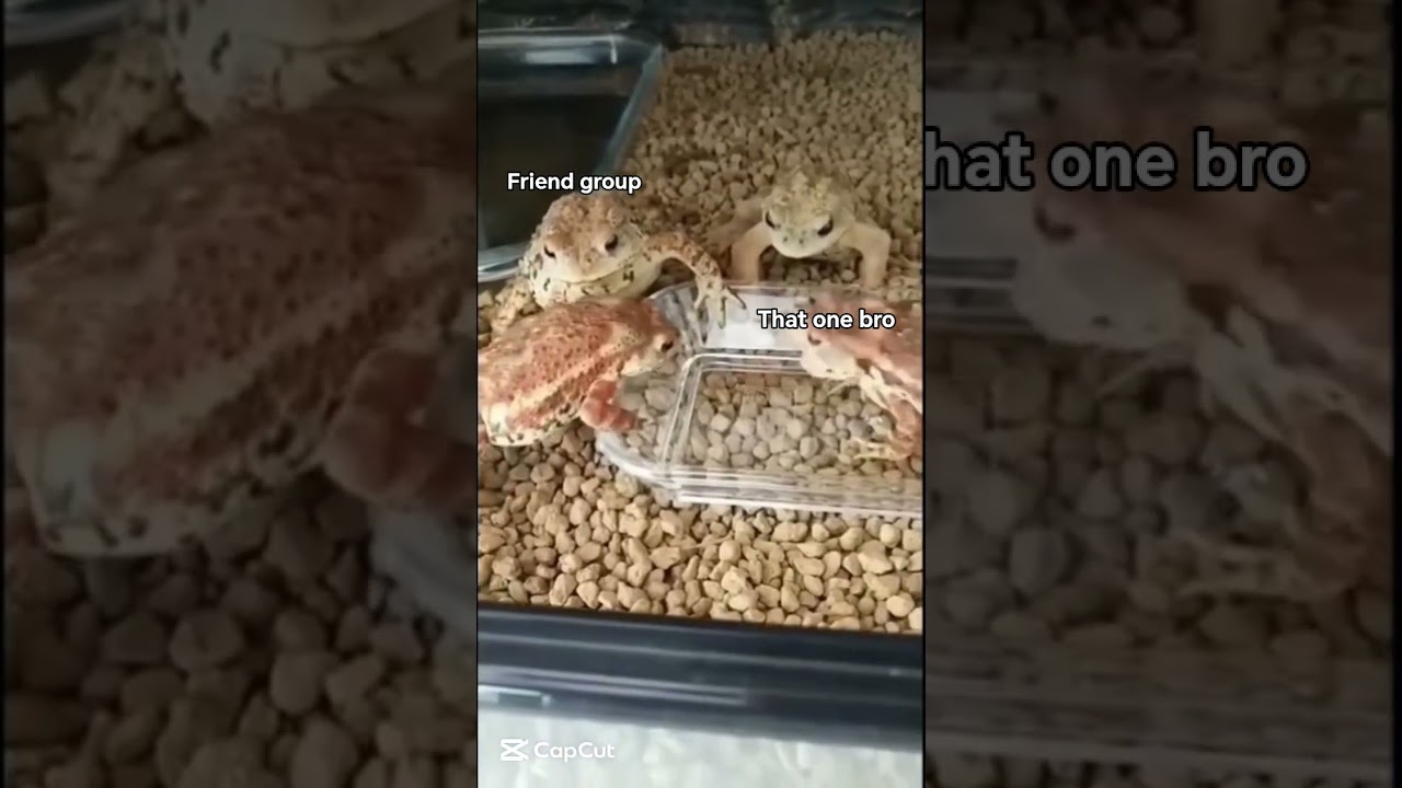 part 2 #frog #funnymemes #memes #manifestedit #viral