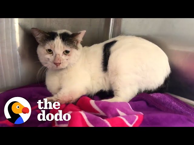 Angriest-Looking Stray Cat Is Actually A Total Sweetie - The Dodo