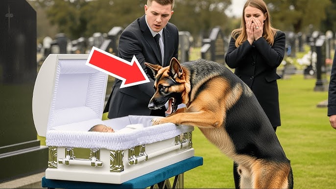 German Shepherd Barked Nonstop at Baby’s Coffin—What They Found Inside Left  All Stunned