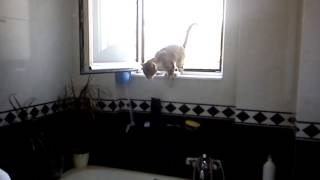 Cat enters house from bathroom window by Ellinikoscat 526 views 10 years ago 1 minute, 40 seconds