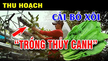 Cách trồng THU HOẠCH CẢI BÓ XÔI thủy canh hồi lưu RAU SẠCH cho mọi nhà | Nguyễn Lix