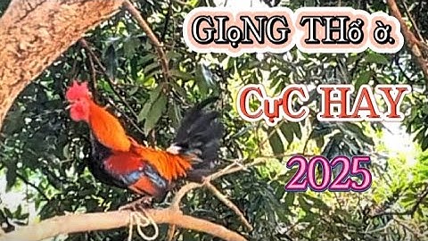 Tiếng gà rừng gáy CỰC CHUẨN 2025 - Suab qaib qus qua zoo dib tuaj zoo heev li ✓✓