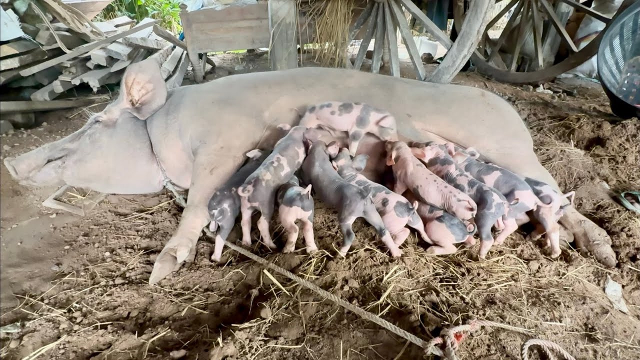 PIGLET RUSH HOUR! Adorable Newborn Piglets Nursing For The First Time (It's a MESS!)