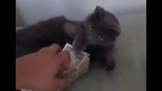 Cat is money👑🐱💱💲gif