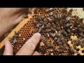 Пасека своими руками. Секреты пчеловодов. Часть 1