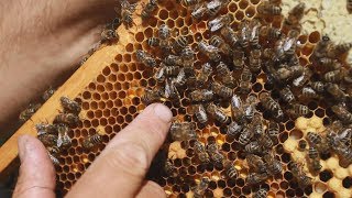 Пасека своими руками. Секреты пчеловодов. Часть 1
