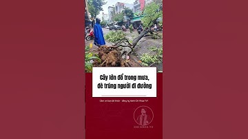Cây lớn đổ trong mưa, đè trúng người đi đường | Chí Khoa Tin tức 24h