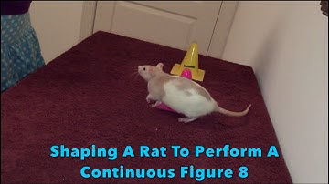 Clicker-Training: Shaping A Rat To Perform A Continuous Figure 8