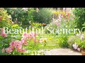《1年で最も美しい季節の庭》バラと宿根草のナチュラルガーデン*お気に入りのシーン集《T's Gardenのガーデニング》