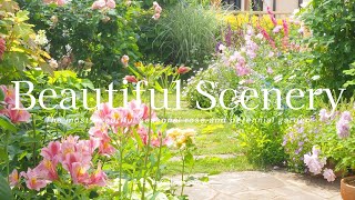 《The most beautiful seasonal garden of the year》Natural garden of roses and perennials《Gardening》