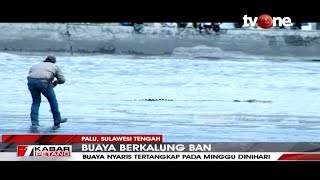 Nyaris Berhasil, Matt Wright Belum Menyerah Berupaya Selamatkan Buaya Berkalung Ban