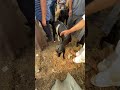 سوق منوف واسعار الماعز نجومي