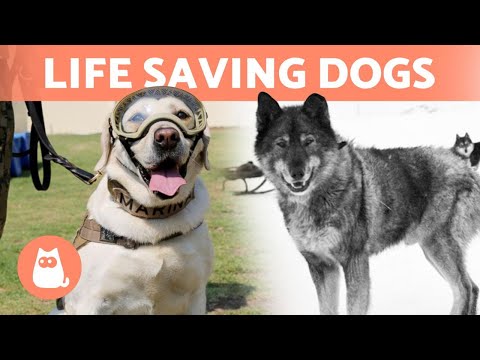 Video: 5 Assistance Dogs Who Are True Heroes