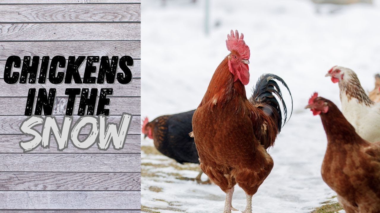 Feeding Chickens in the Snow | Winter Chicken Care