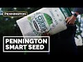 Grass seed for lawn care  pennington smart seed  real intelligent turf