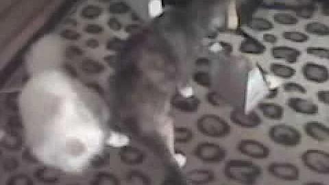 Watch the video about My Russian Blue mix cat Murka showing interest in music