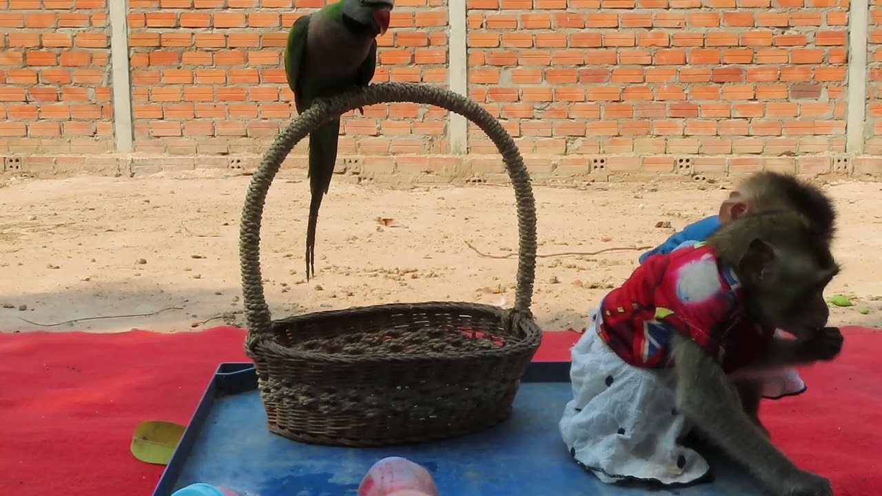 Love Pets And Animals Family live to live, playing and eating here together with loving you 