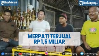 Viral Pigeon Sold for IDR 1.5 Billion in Pekalongan @TRIBUNLAMPUNGNEWSVIDEO