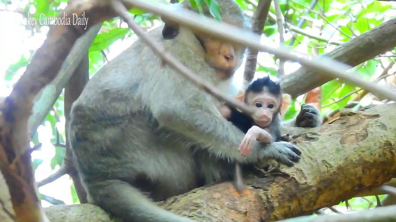 Incredible Maternal Care: How Monkey Casi Looks After Her Young Beyond Feeding