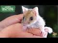 LUCKY: THE LUCKIEST QUOLL ALIVE!