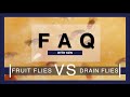 Fruit Flies or Drain Flies?