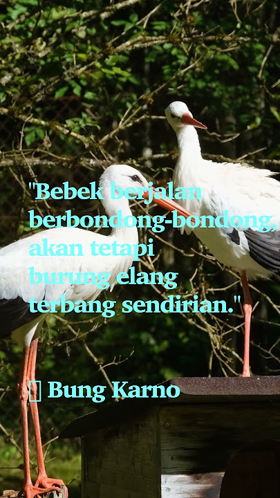Burung elang terbang sendirian  #quotes
